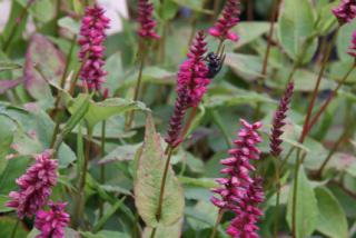 Persicaria amplexicaulis 'Inverleith' Duizendknoop bestellen